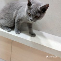 芭比堂動物醫院 橋西分院