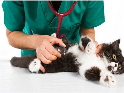 樂天動(dòng)物醫(yī)院