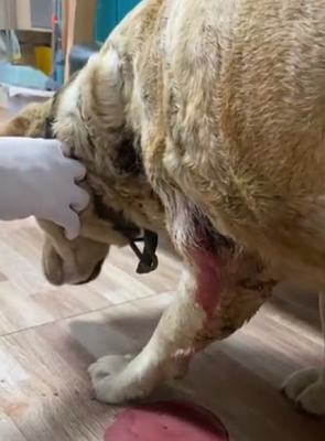 工廠里被狗狗咬傷瀕死的拉布拉多,有人想救,狗主:不給也不讓救