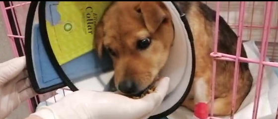 請(qǐng)一起為工廠狗BB創(chuàng)造活下去的奇跡吧!