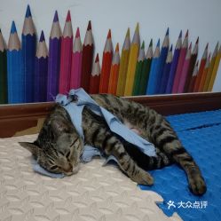 電話,地址,價格,營業時間 哈爾濱寵物