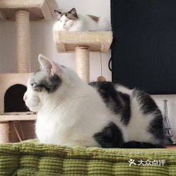 電話,地址,價格,營業時間 北京寵物