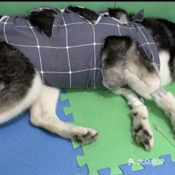 電話,地址,價格,營業時間 北京寵物