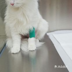 電話,地址,價格,營業時間 長春寵物