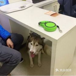 電話,地址,價格,營業時間 西安寵物