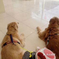 電話(huà),地址,價(jià)格,營(yíng)業(yè)時(shí)間 北京寵物