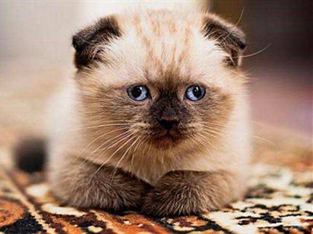 上海艾吉寵物醫(yī)院連鎖 貓咪掉毛的處理方式,鏟屎官須知