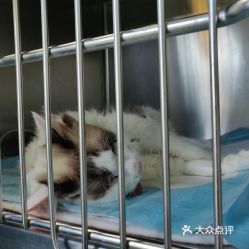 電話,地址,價格,營業時間 圖 北京寵物