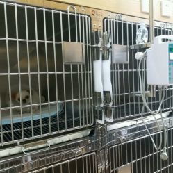 芭比堂動物醫院 北京達壹貝分院