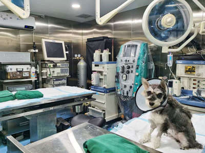 西安朱大濕動物醫院