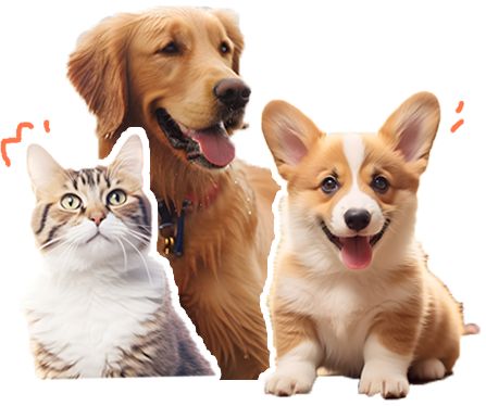 動(dòng)物醫(yī)院一件事 助力寵物經(jīng)濟(jì)新業(yè)態(tài)