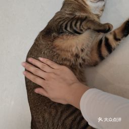 心儀動(dòng)物醫(yī)院 泰安中心院