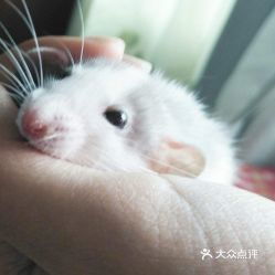 青島寵物動(dòng)物醫(yī)院實(shí)用指南