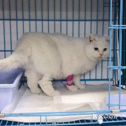 北京寵物動(dòng)物醫(yī)院指南 聯(lián)系方式、地址、價(jià)格與營業(yè)時(shí)間一覽