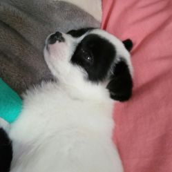 我寵我愛動(dòng)物醫(yī)院 沈陽于洪廣場(chǎng)店的愛心守護(hù)