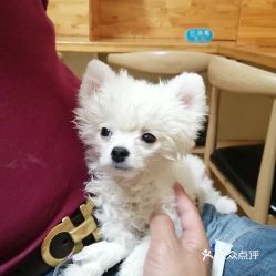 哈爾濱寵物動(dòng)物醫(yī)院指南