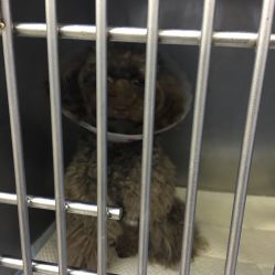 北京朝陽區(qū)寵物醫(yī)院團(tuán)購指南 電話、地址、價(jià)格與營業(yè)時(shí)間全解析