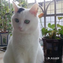 廣州寵物動物醫院信息指南