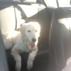 寵愛國際動(dòng)物醫(yī)院 百子灣24小時(shí)守護(hù)您的愛寵健康