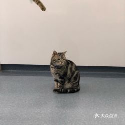 青島寵物動物醫院綜合指南