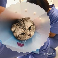 北京寵物動物醫院實用指南 聯系方式、地址、價格與營業時間