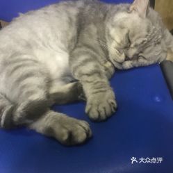 長春寵物動物醫院綜合信息指南
