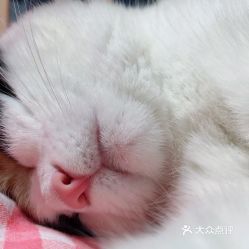 西安寵物動物醫院指南 電話、地址、價格與營業時間