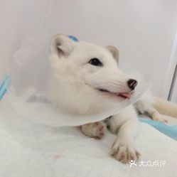 北京寵物動物醫院信息服務 電話、地址、價格與營業時間