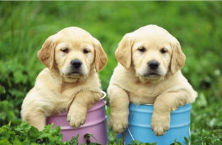 2016重慶萌寵大賽 報名參賽即享紅包好禮，關愛寵物健康從動物醫院開始