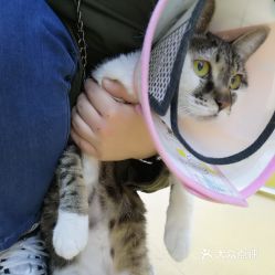 長春寵物動物醫院詳細信息指南