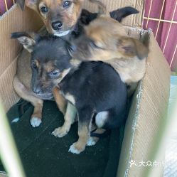 北京動物醫院（寵物醫院）指南 地址、價格、營業時間信息匯總