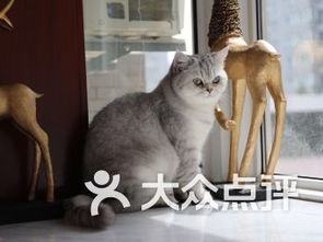 西安高新區寵物動物醫院 專業呵護，愛心同行