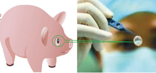 國內首創動物眼角膜移植技術，破解供體短缺難題為患者帶來光明