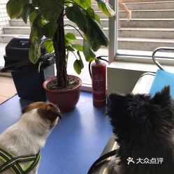 北京寵物動物醫院指南 電話、地址、價格與營業時間