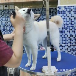 北京寵物動物醫院指南 聯系、地址、價格與營業時間
