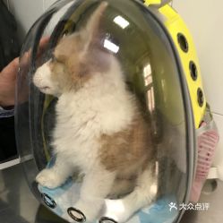 北京寵物動物醫院指南 電話、地址、價格及營業時間全解析