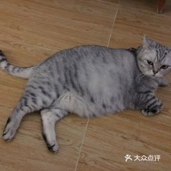 北京寵物動物醫院綜合指南 電話、地址、價格與營業時間