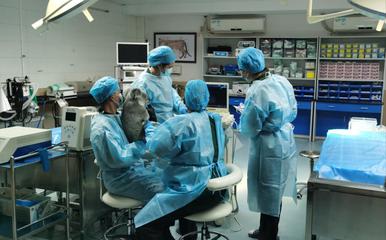 記者手記 神奇動物在這里，萬物共生更美麗——探訪動物醫院