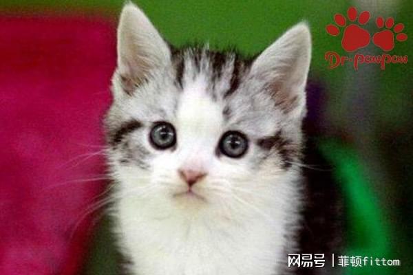 如何應對幼貓感冒發燒與脫水檢查 爪爪博士寵物指南