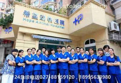 武漢青山動物醫院 寵物疫苗與絕育，專業服務就找希望之心