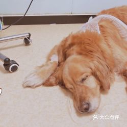 北京寵物動物醫院綜合指南 聯系方式、地址、價格及營業時間