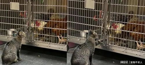 這家動物醫院收留的6只流浪貓，每只貓咪都有自己的工作