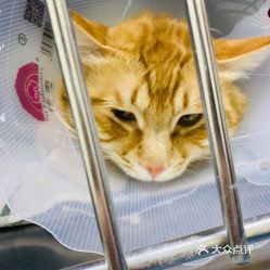 北京寵物動物醫院指南 電話、地址、價格與營業時間