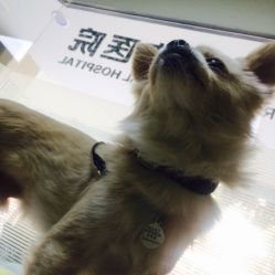 高新區諧和動物醫院 專業守護，溫暖相伴