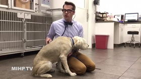 貓鼻子飼管臨床操作指南