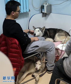 寵物醫(yī)院里的忙碌春節(jié) 動(dòng)物醫(yī)院的守護(hù)與溫情