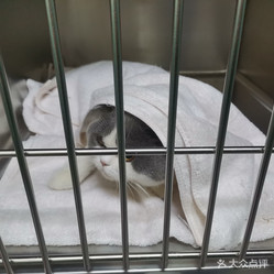 諧和益家動物醫(yī)院(長虹國際城店) - 專業(yè)寵物健康守護(hù)者